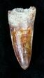 Beautiful Cretaceous Fossil Crocodile Tooth - Morocco #19129-1